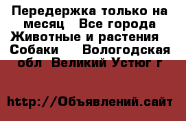 Передержка только на месяц - Все города Животные и растения » Собаки   . Вологодская обл.,Великий Устюг г.